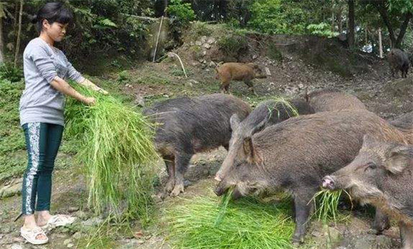 野猪主要吃什么食物