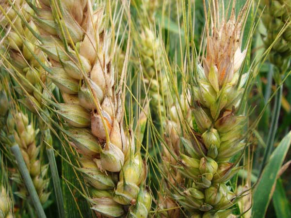 小麦病虫害防治技术