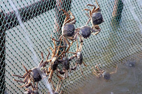 螃蟹常见的养殖方式