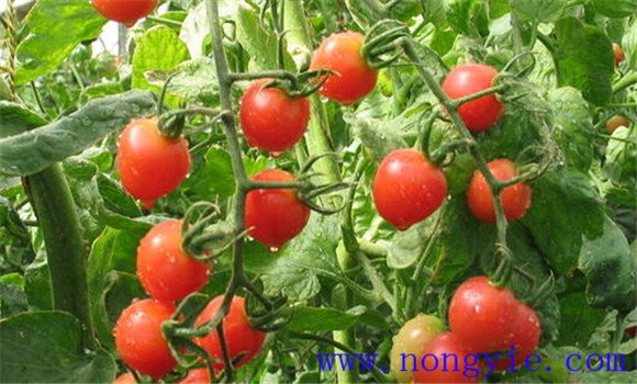 大棚西红柿种植的温度控制