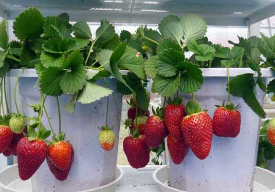 草莓栽培技术