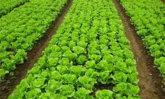 生菜的种植方法
