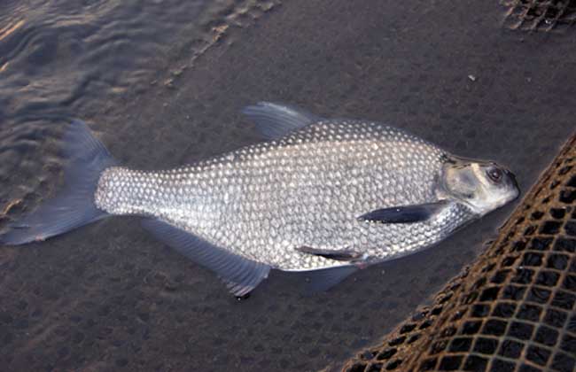 鳊鱼养殖技术