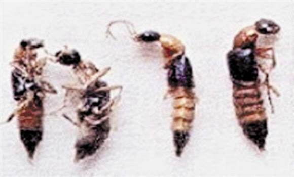 隐翅虫主要分布在哪里 中国隐翅虫分布地区--农业百科