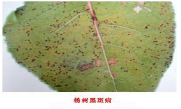 杨树苗木黑斑病的发生与防治