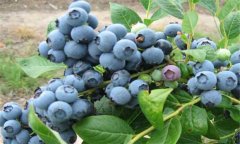 盆栽蓝莓的种植方法简介