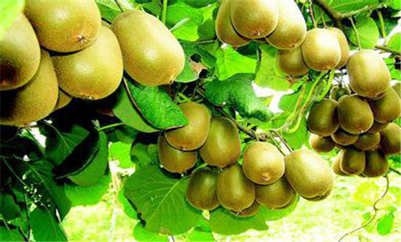 猕猴桃种植：猕猴桃管理与种植技术