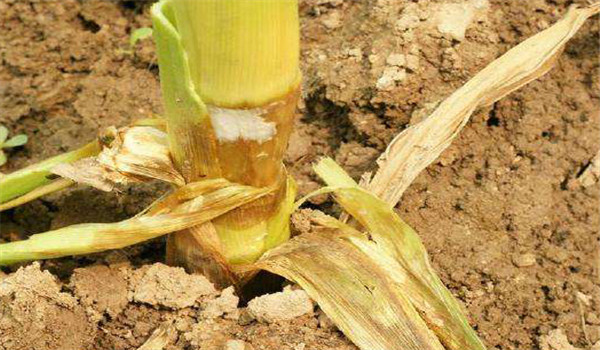 玉米茎腐病防治方法 它是由什么原因形成的?