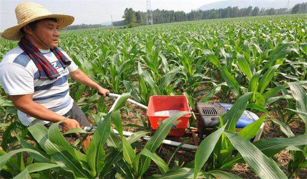 玉米追肥的最佳时间是什么时候用什么肥好