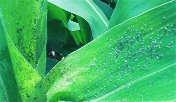 玉米蚜虫对玉米有哪些危害,如何防治?