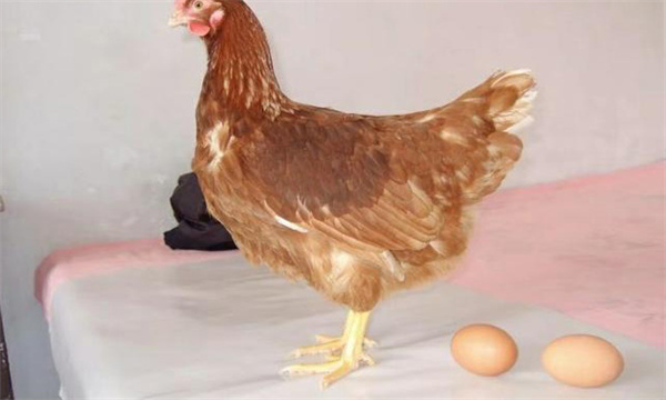 褐壳蛋鸡的主要优点