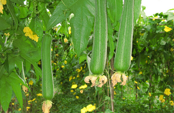 丝瓜种植方法