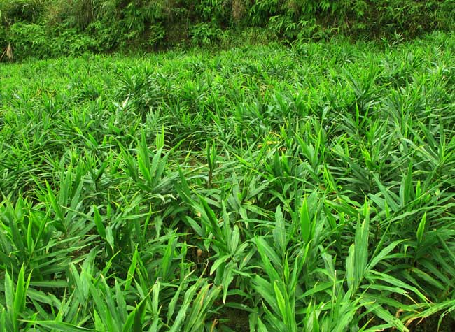 生姜种植管理方法