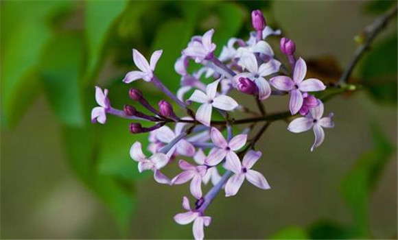 丁香花什么时候开花