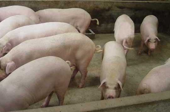 猪病防治技术