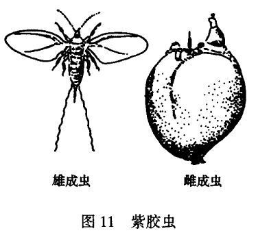 紫胶虫饲养方法