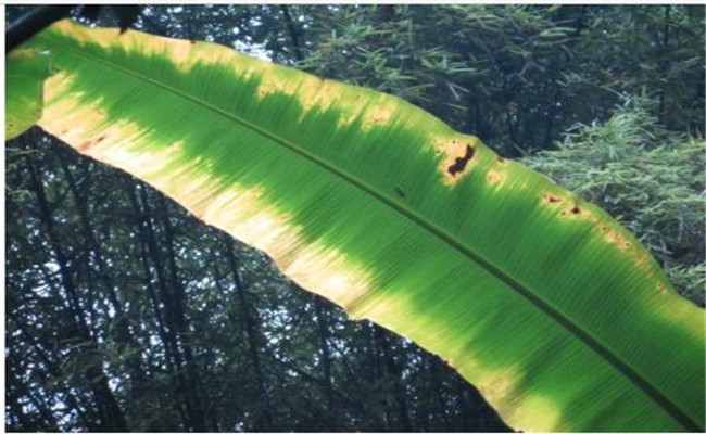 香蕉植株缺素（肥）症状