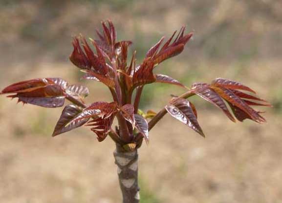 香椿种植管理方法