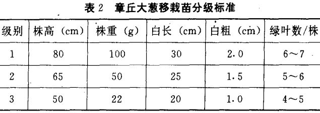 大葱育苗技术