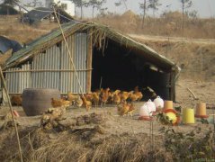 散养土鸡的环境选择 土鸡散养鸡舍建设十大要点