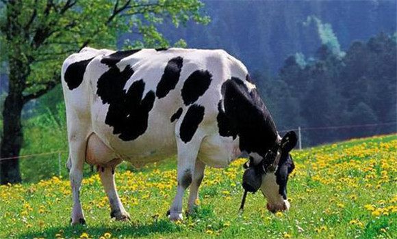 加强奶牛配种前的饲养管理