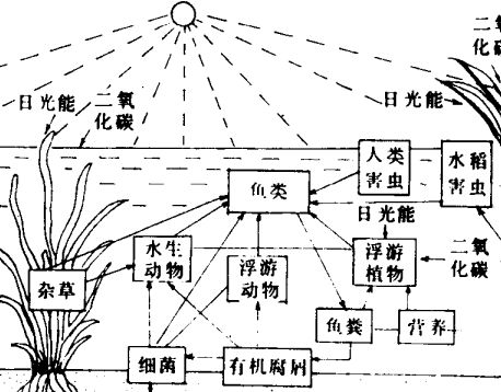 如何养鱼