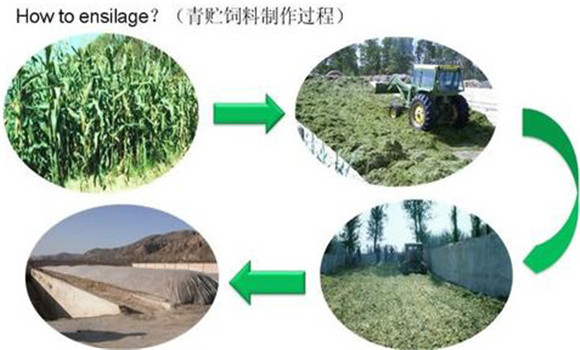 秸秆微贮饲料的制作方法