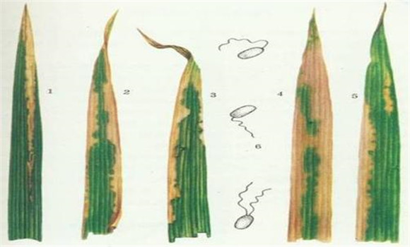 白叶枯病的的防治