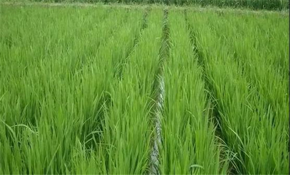 温度和水稻生产的关系