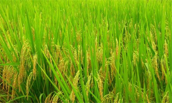 对水稻高温热害的补救技术措施