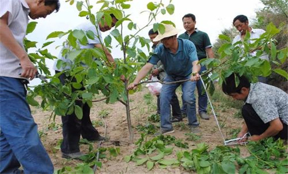 结果期核桃树的修枝整形要点