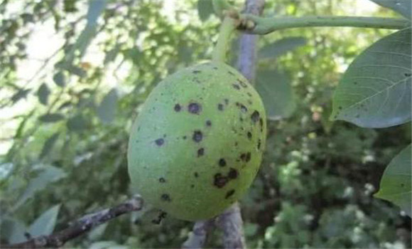 核桃黑斑病