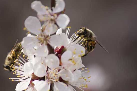 蜜蜂养殖技术