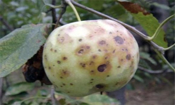 苹果斑点落叶病的防治方法