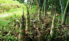 竹笋种植时间和方法 竹笋的种植和管理技术要点