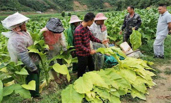 菸葉採收時間和方法 菸葉採收技術要點