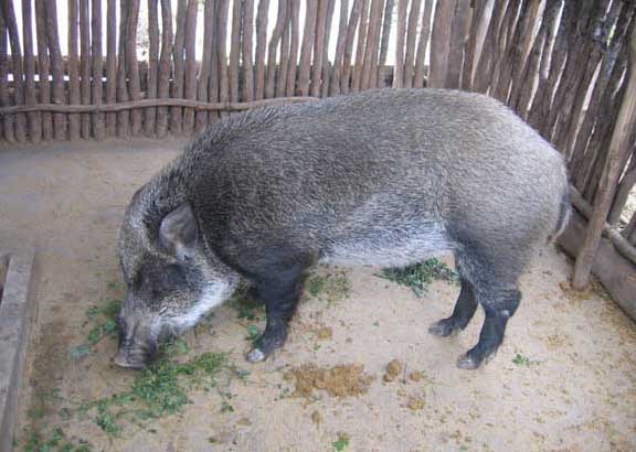 野猪饲养方法