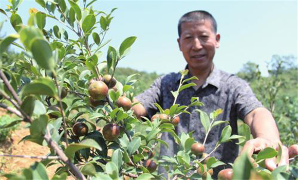 油茶的栽植技术要点