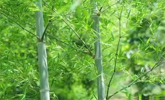 竹子的品种有多少种