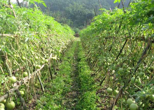 蔬菜种植方法