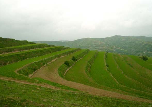 中药材种植