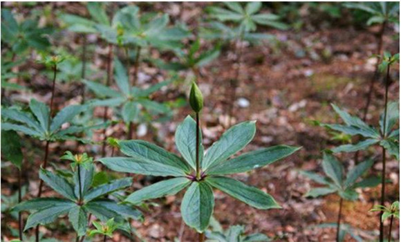 七叶一枝花的移栽与管理要点