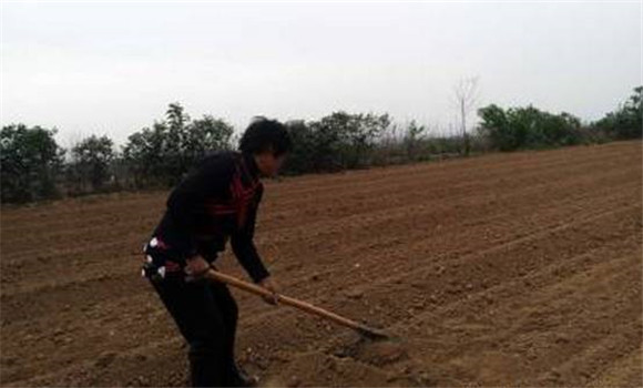 种植大青叶如何选地整地