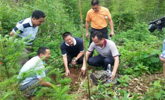 茯苓种植技术及过程是怎样的