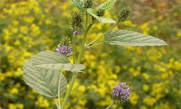 补骨脂种植技术要点