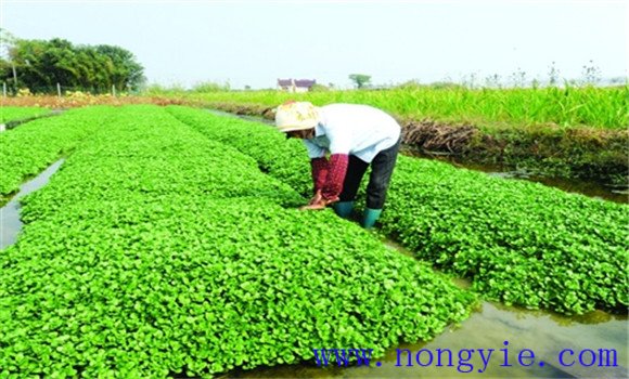 种植豆瓣菜如何整地和定植