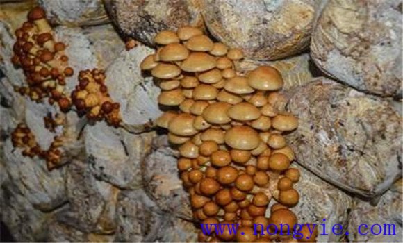 滑子菇的接种与养菌