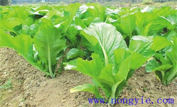 芥菜种植种植要点