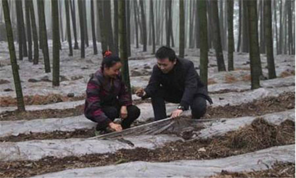 室外畦地栽培竹荪方法