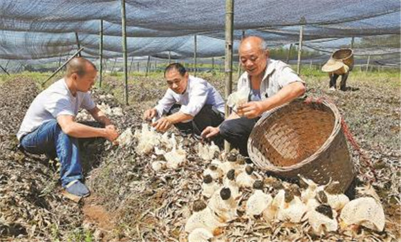 竹荪的采收时间